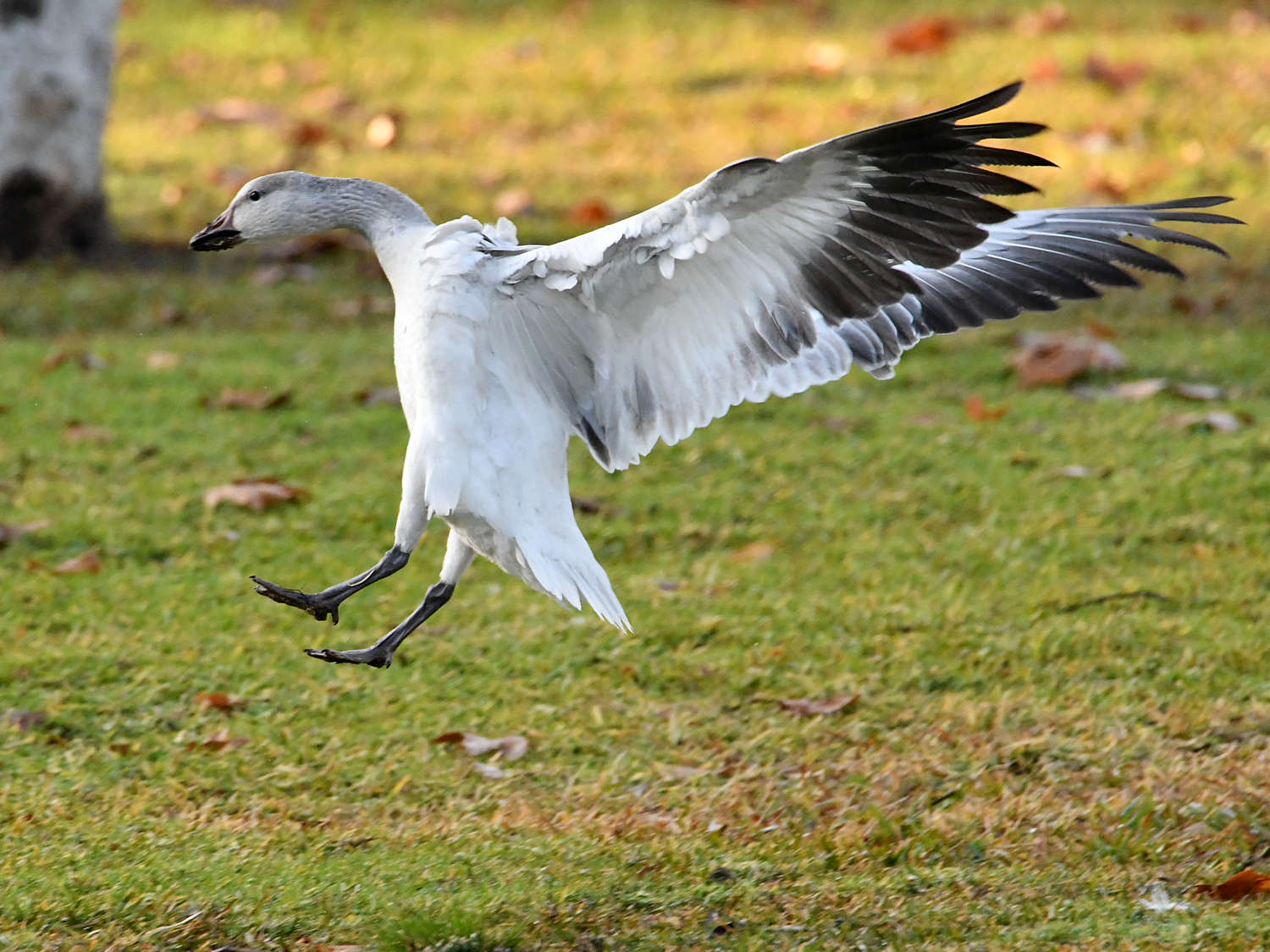 SnowGoose.jpg