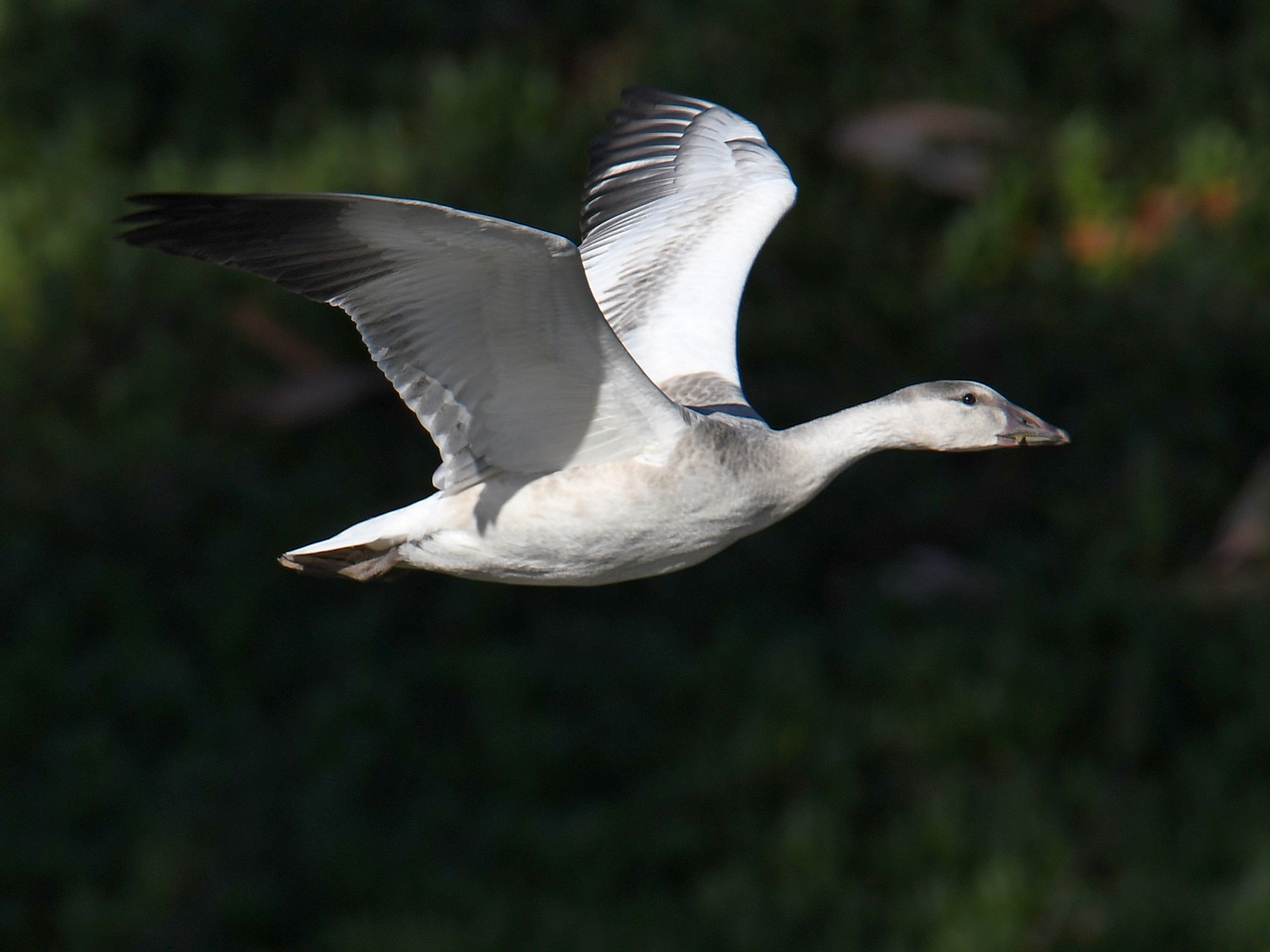 SnowGoose.jpg