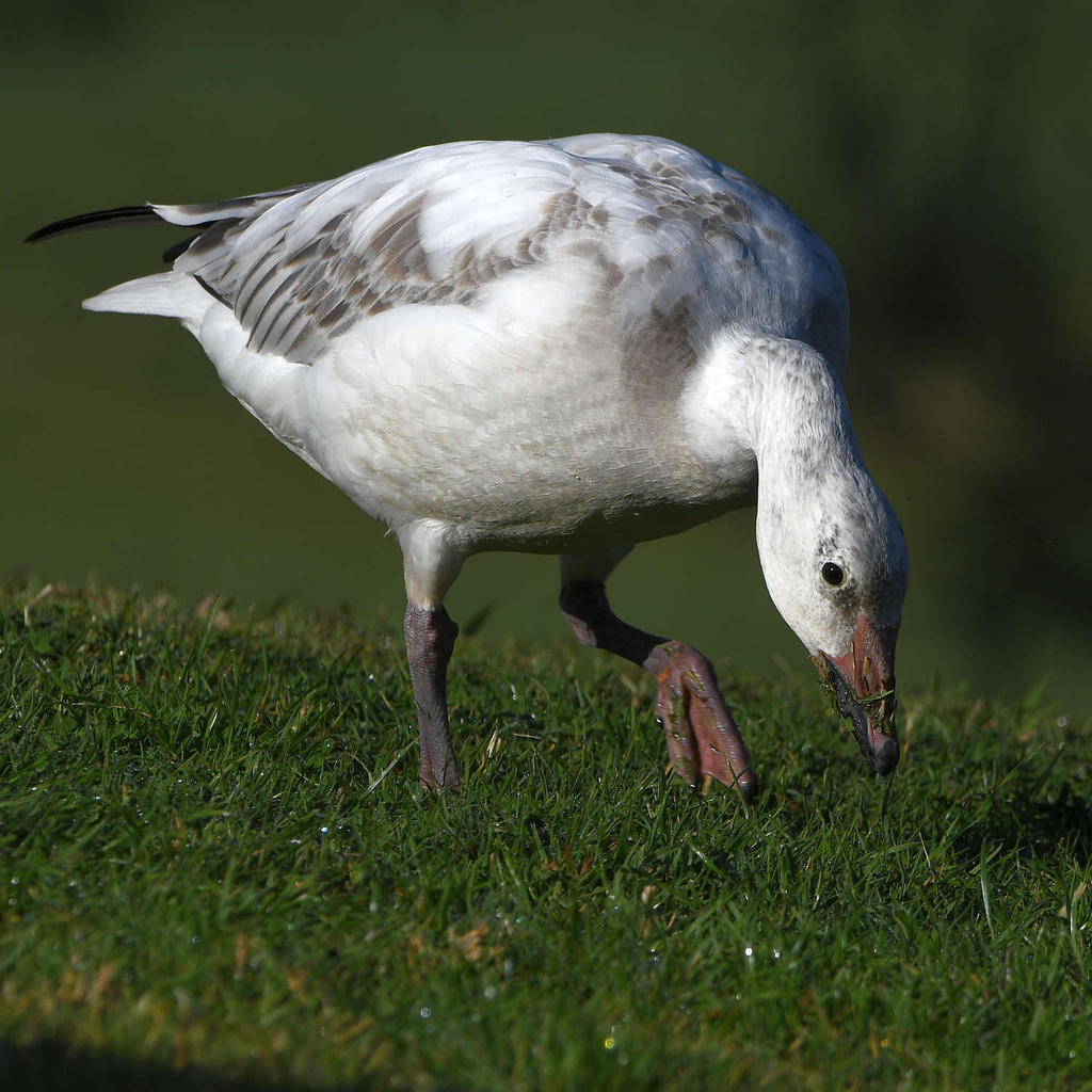 SnowGoose10.jpg
