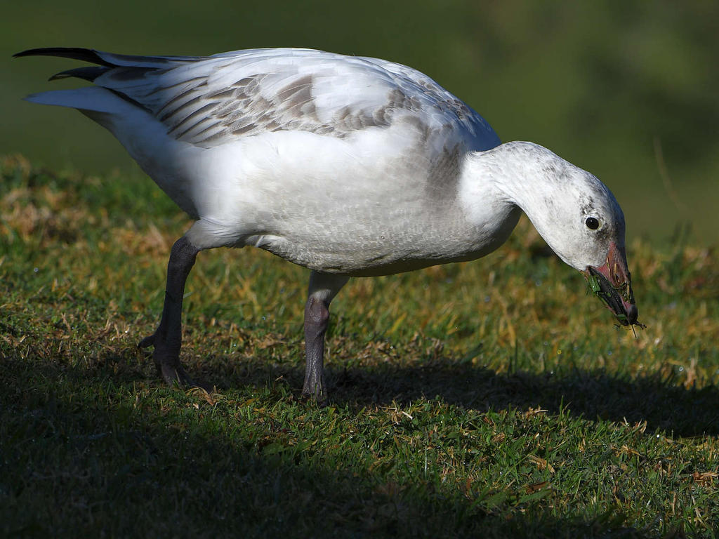 SnowGoose2.jpg