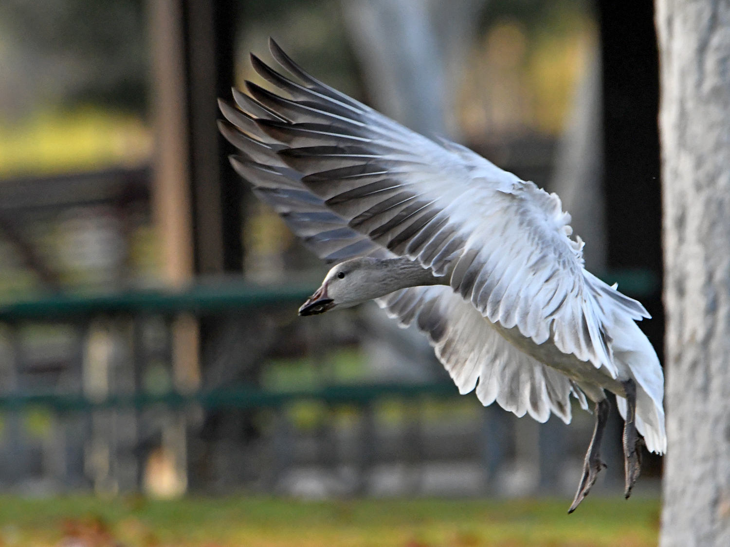 SnowGoose2.jpg
