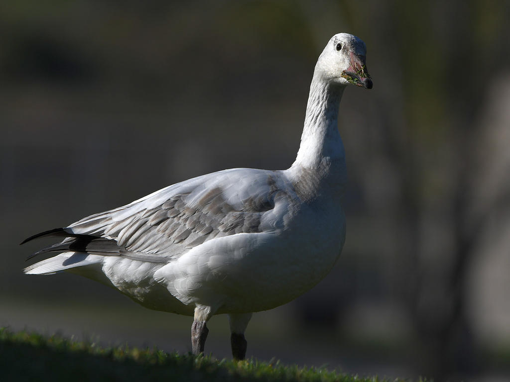 SnowGoose3.jpg