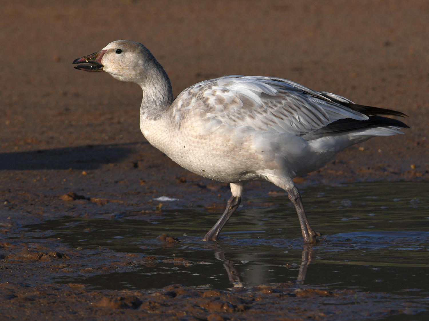 SnowGoose4.jpg