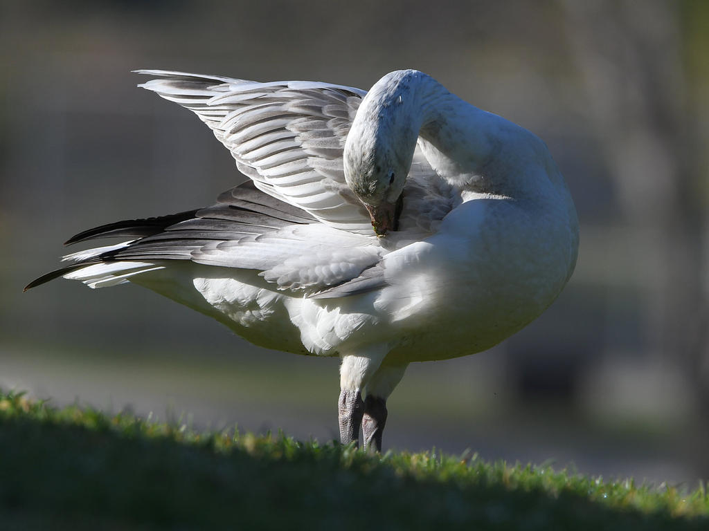 SnowGoose5.jpg
