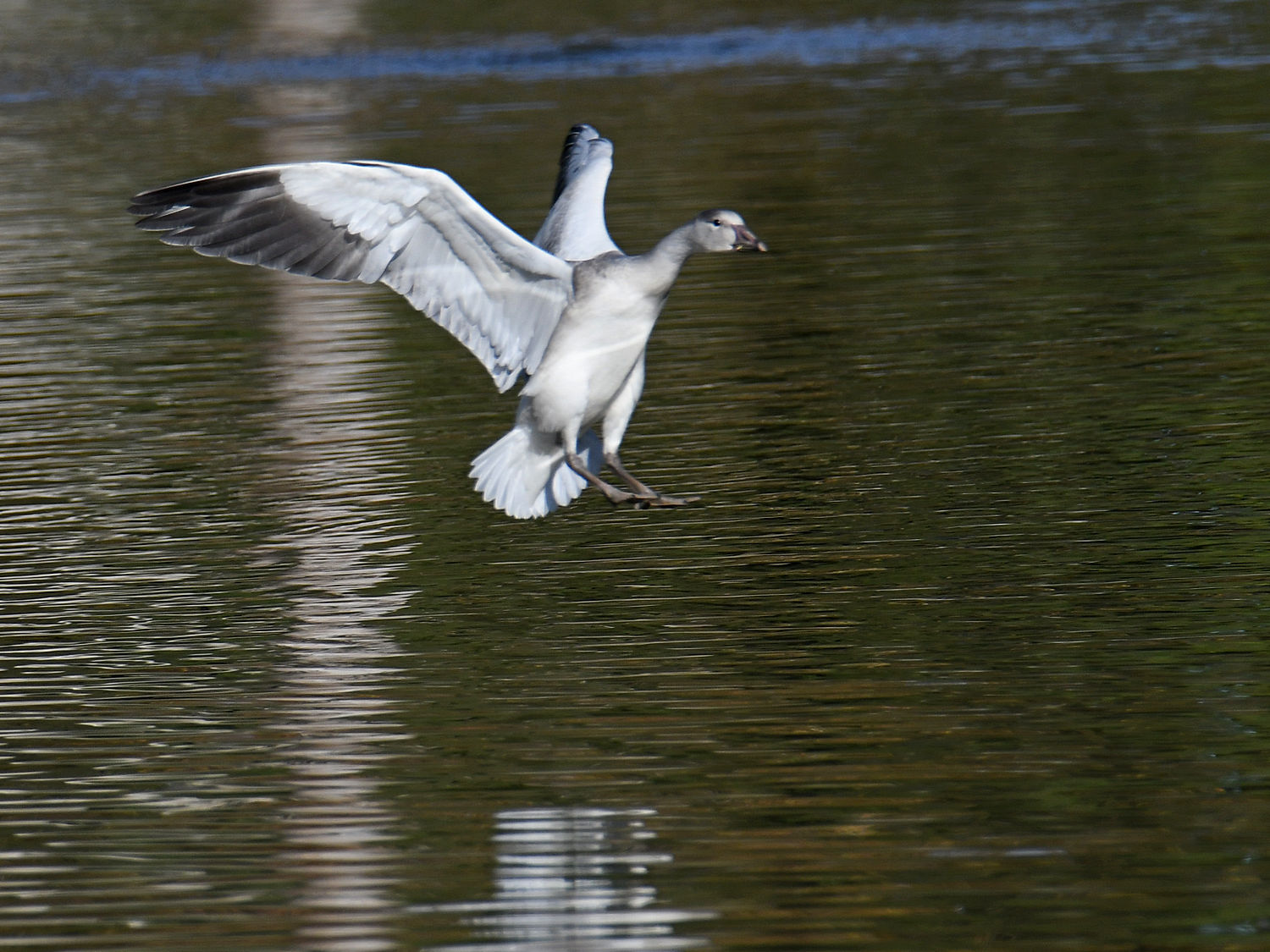 SnowGoose5.jpg