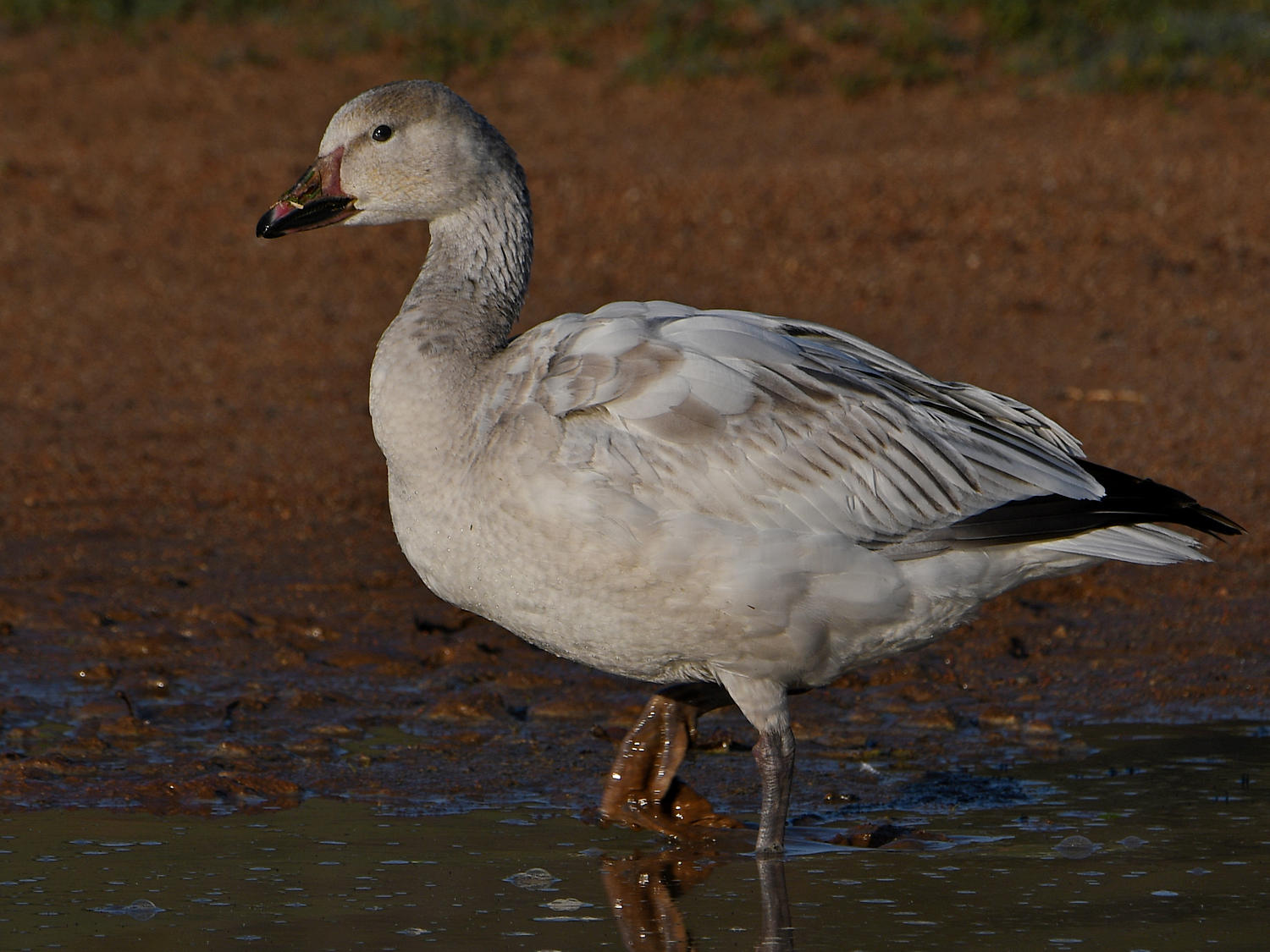 SnowGoose6.jpg