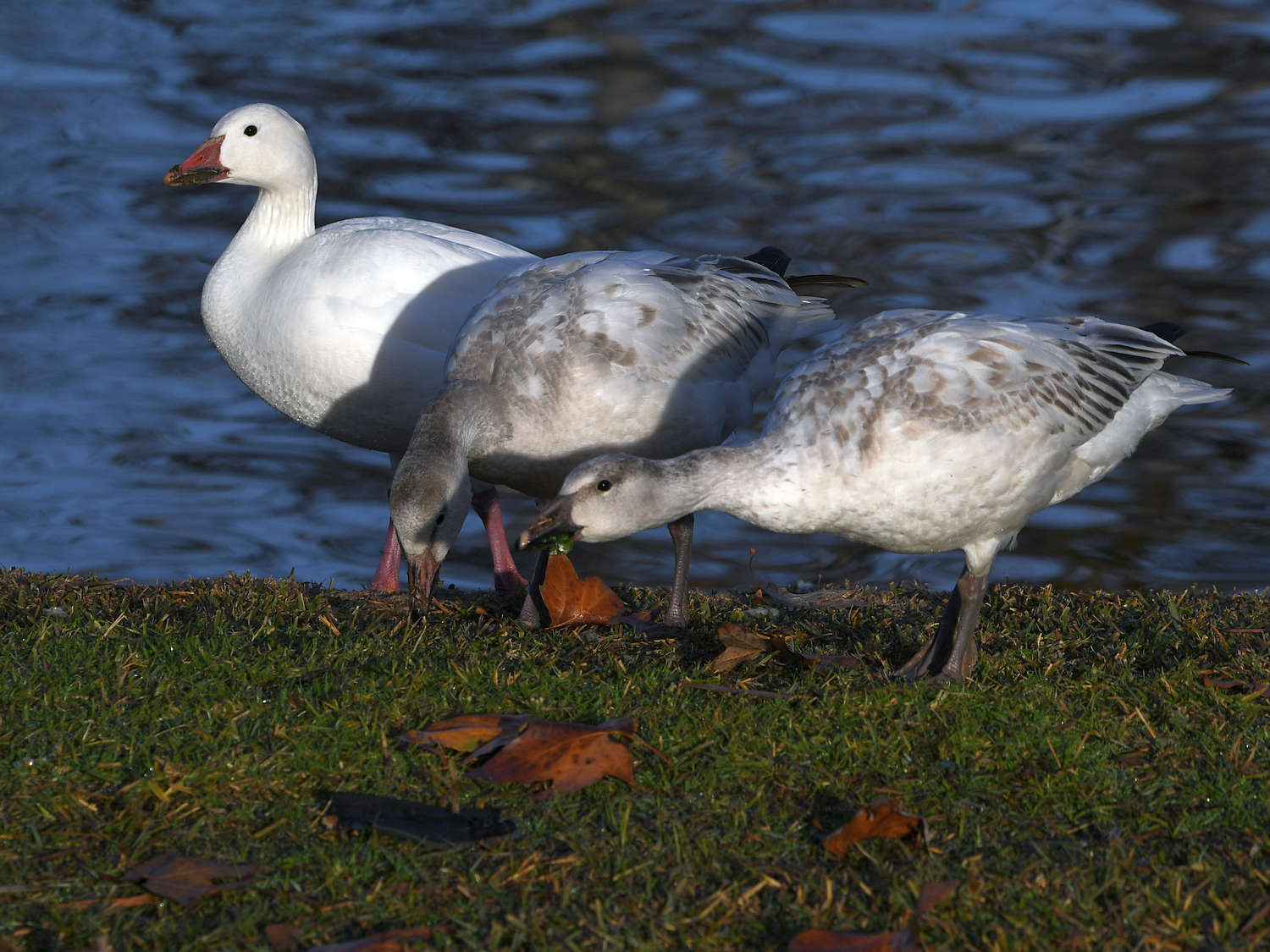 SnowGoose6.jpg
