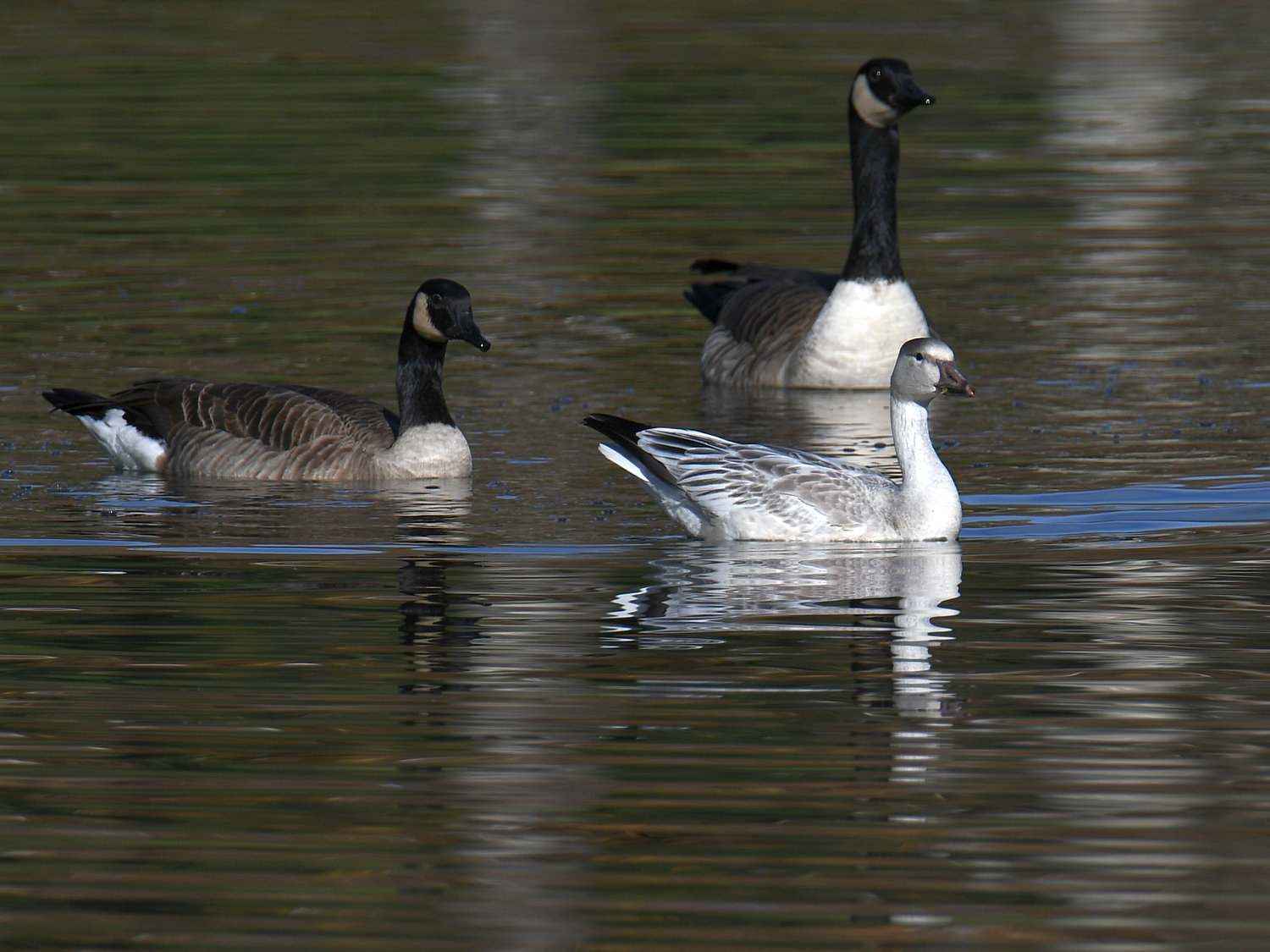 SnowGoose6.jpg