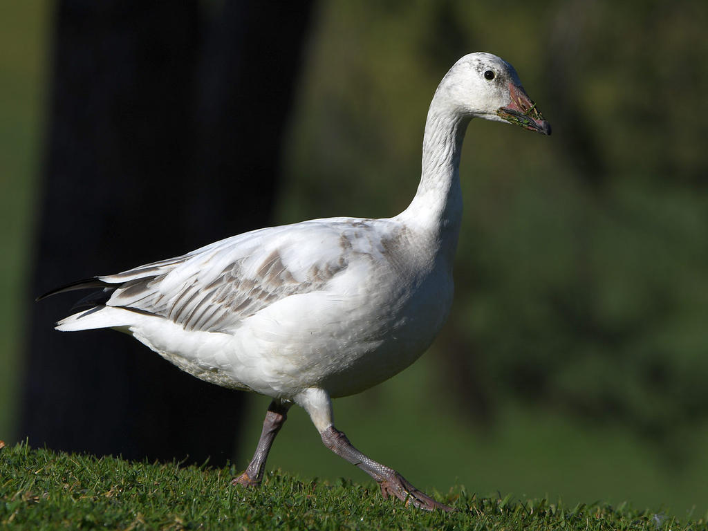 SnowGoose8.jpg