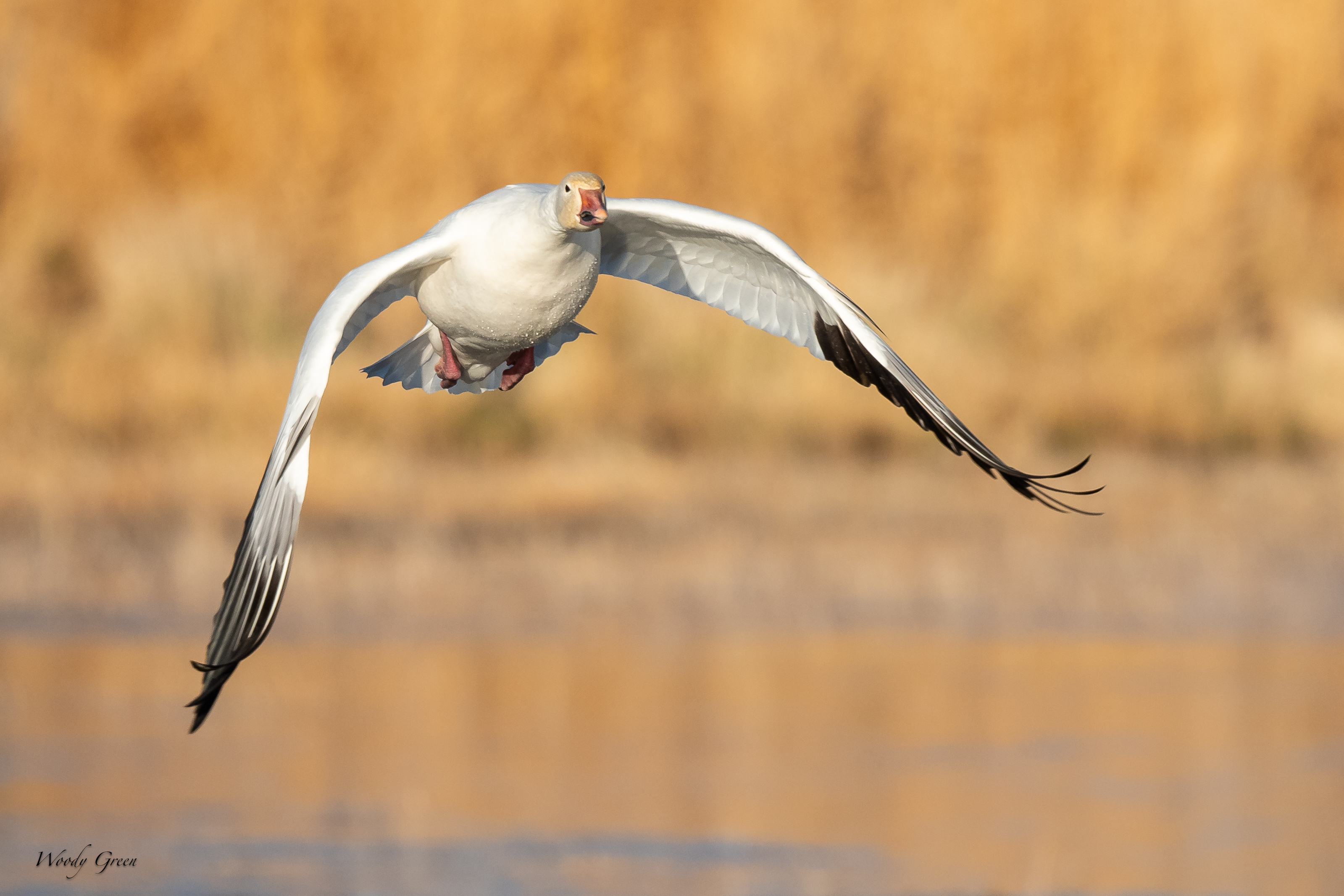 SnowGooseFlight-246.jpg
