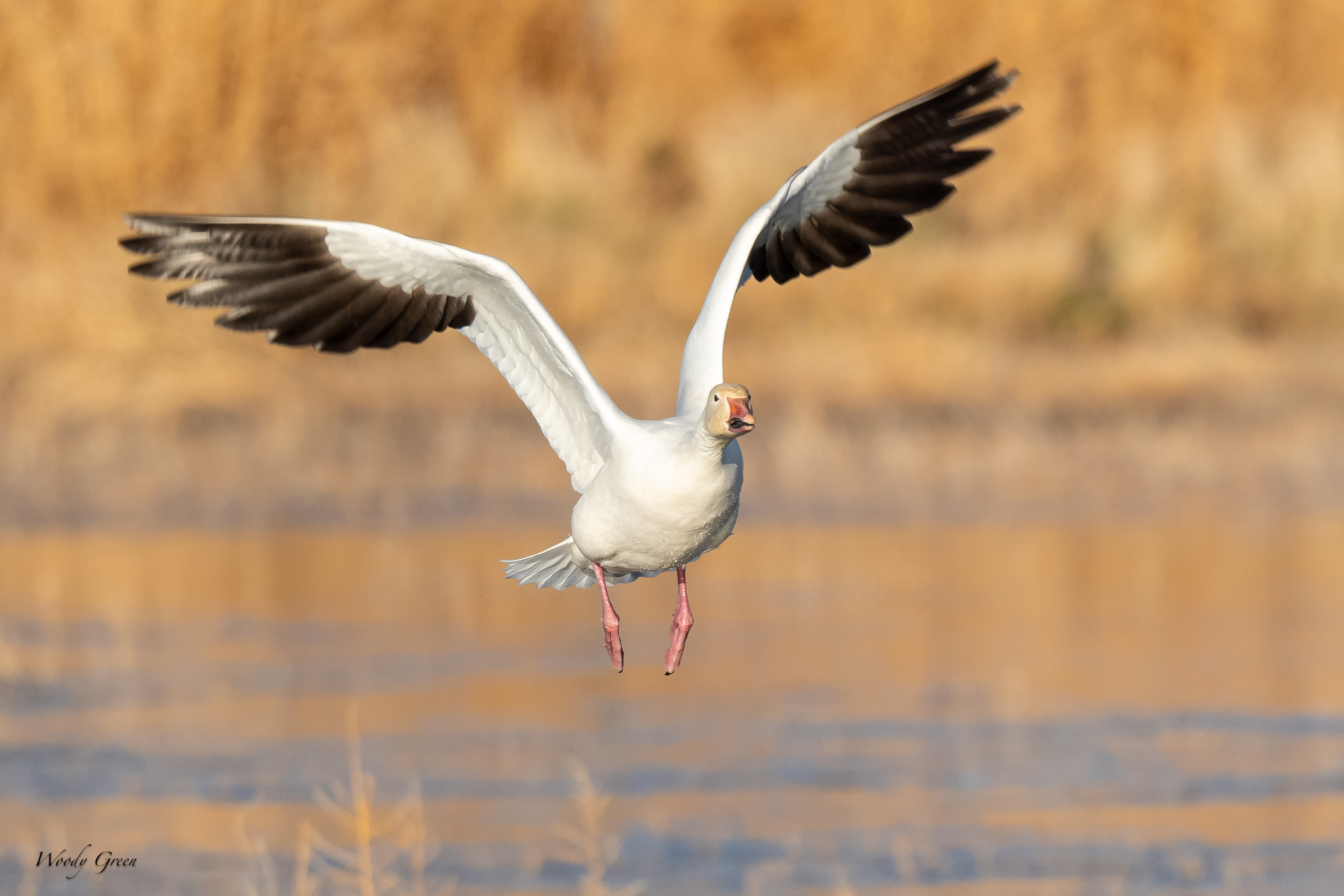 SnowGooseFlight-247.jpg