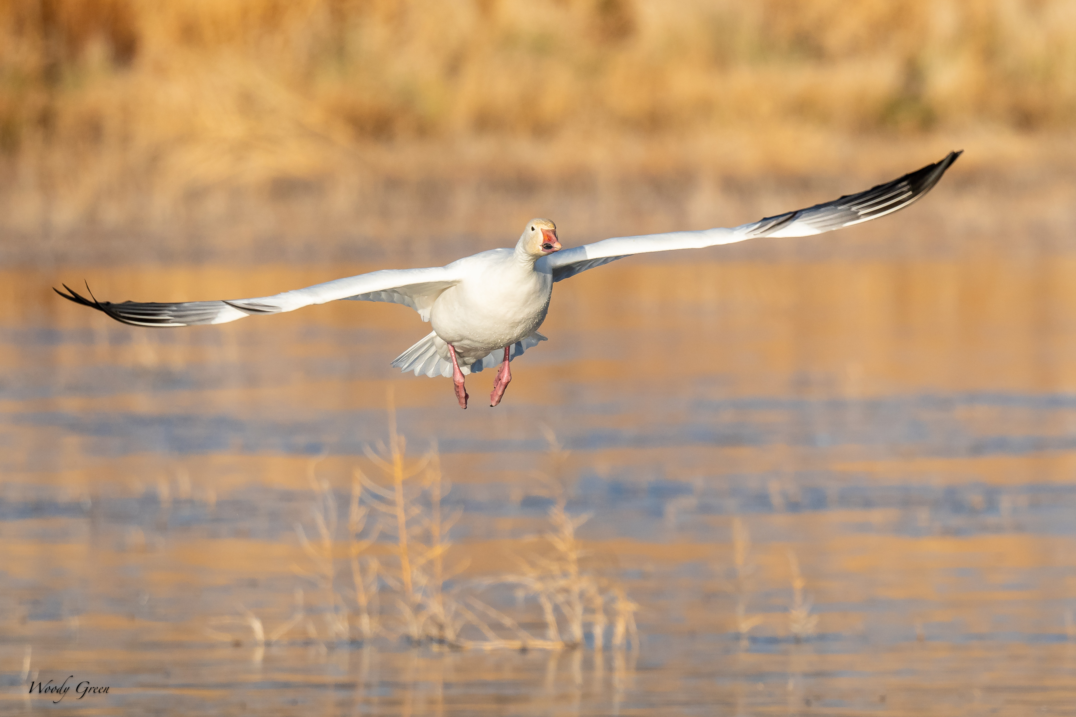 SnowGooseFlight-248.jpg
