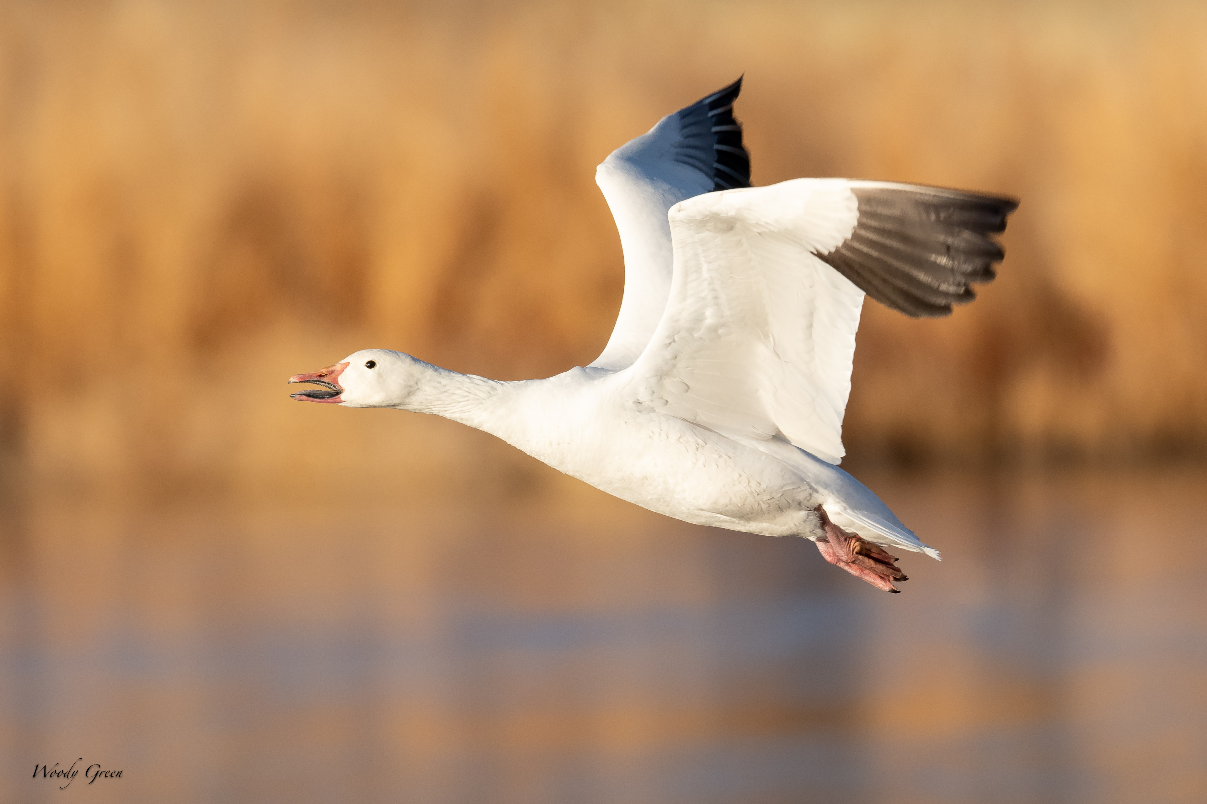 SnowGooseFlight-277.jpg