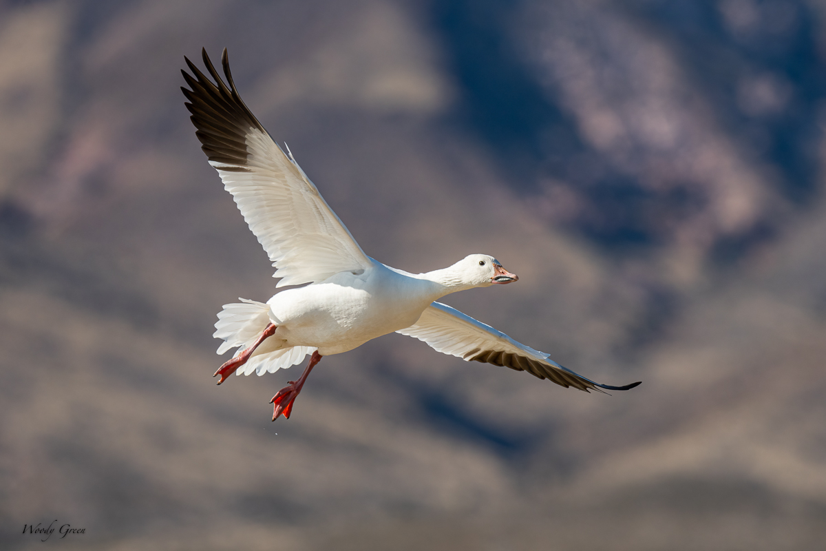 SnowGooseFlight-526.jpg
