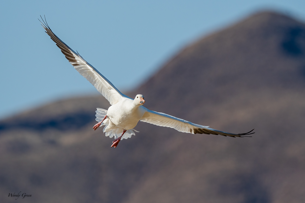 SnowGooseFlight-527.jpg
