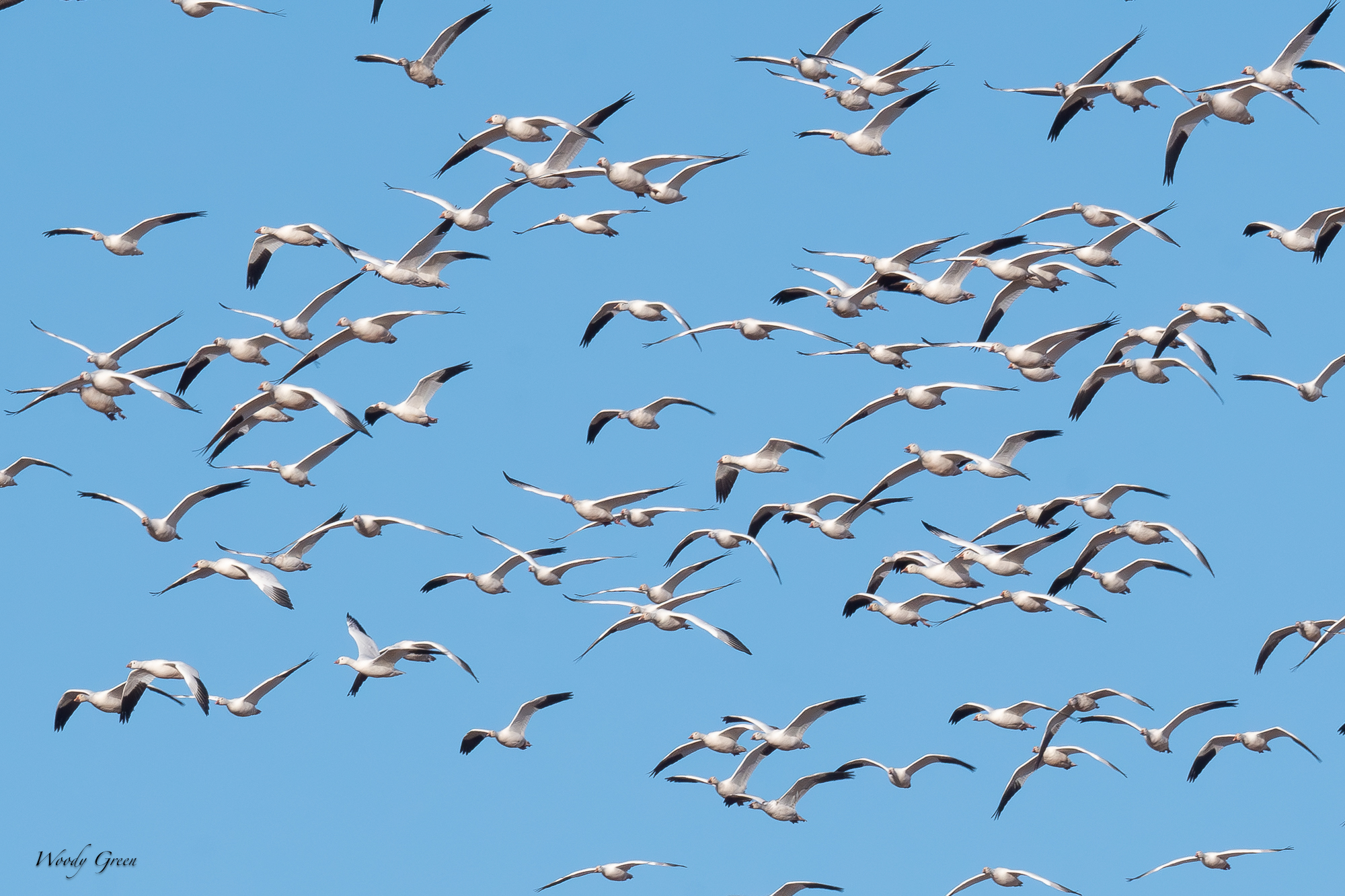 SnowGooseFlock-552.jpg