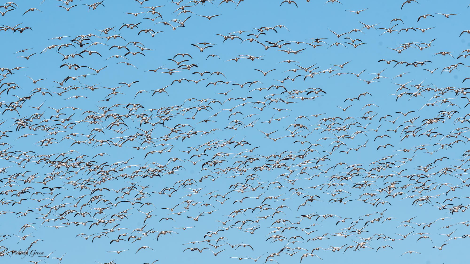 SnowGooseFlock-553.jpg