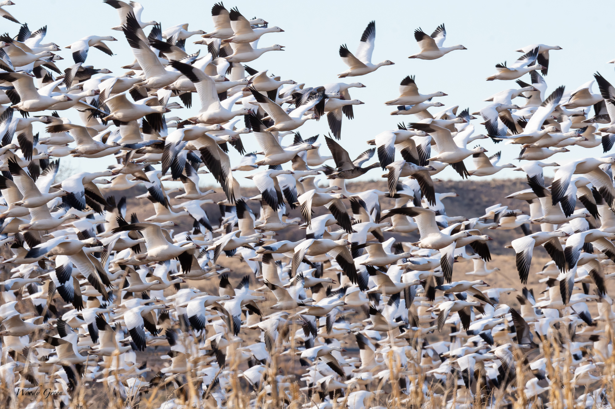 SnowGooseFlock-554.jpg