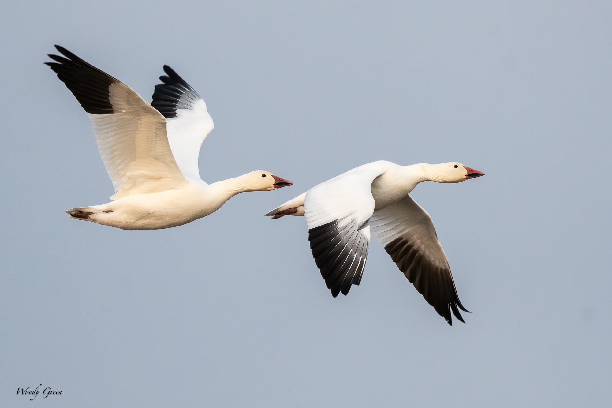 SnowGoosePairFlight-552.jpg