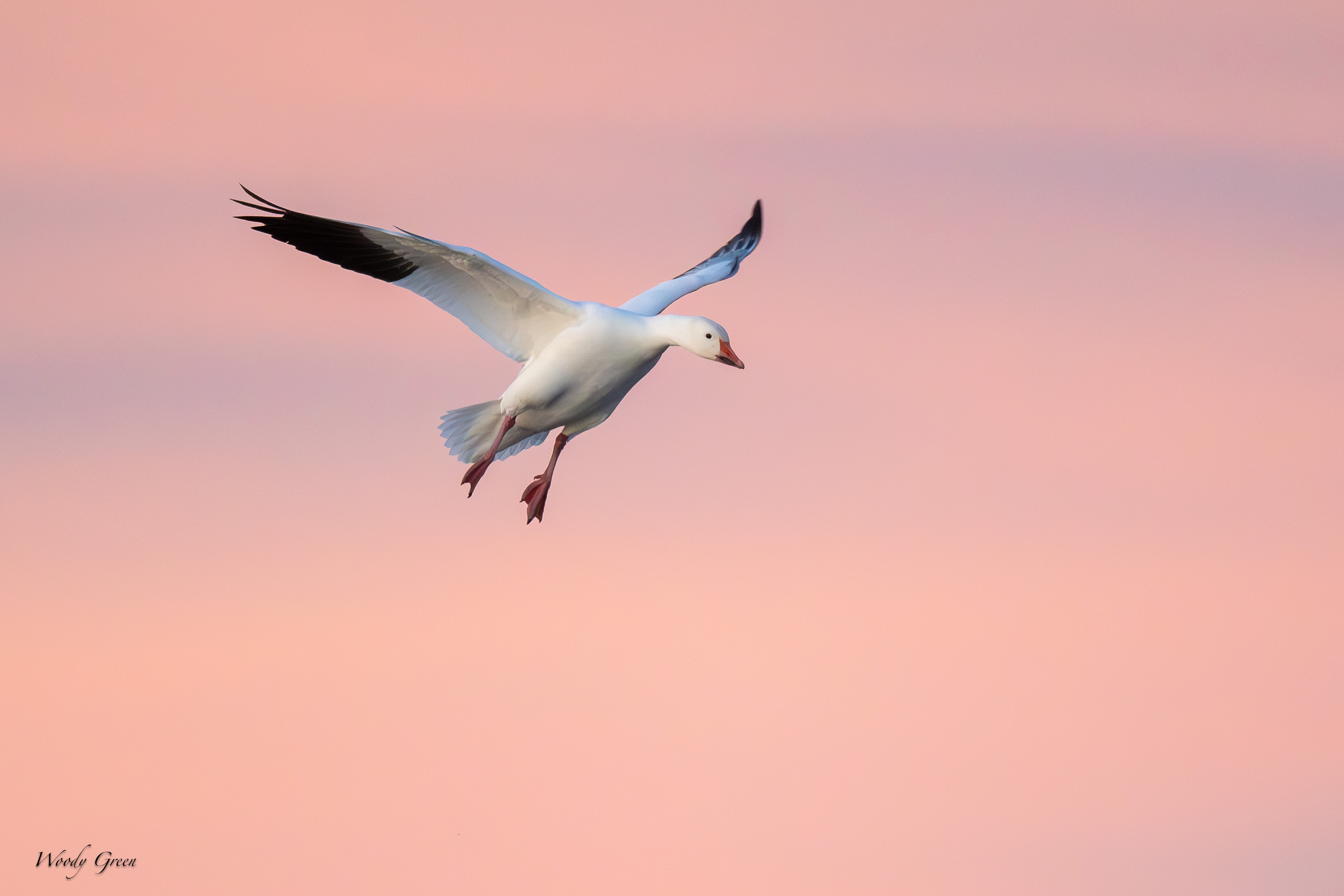 SnowGooseSunrise-284.jpg