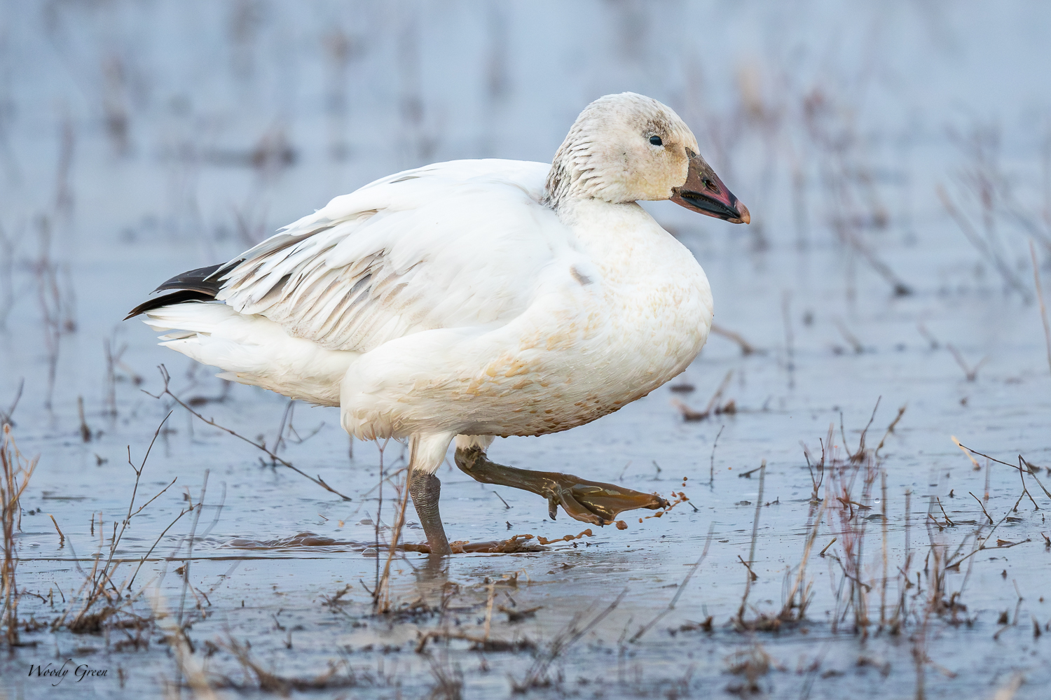 SnowGooseWalking-560.jpg