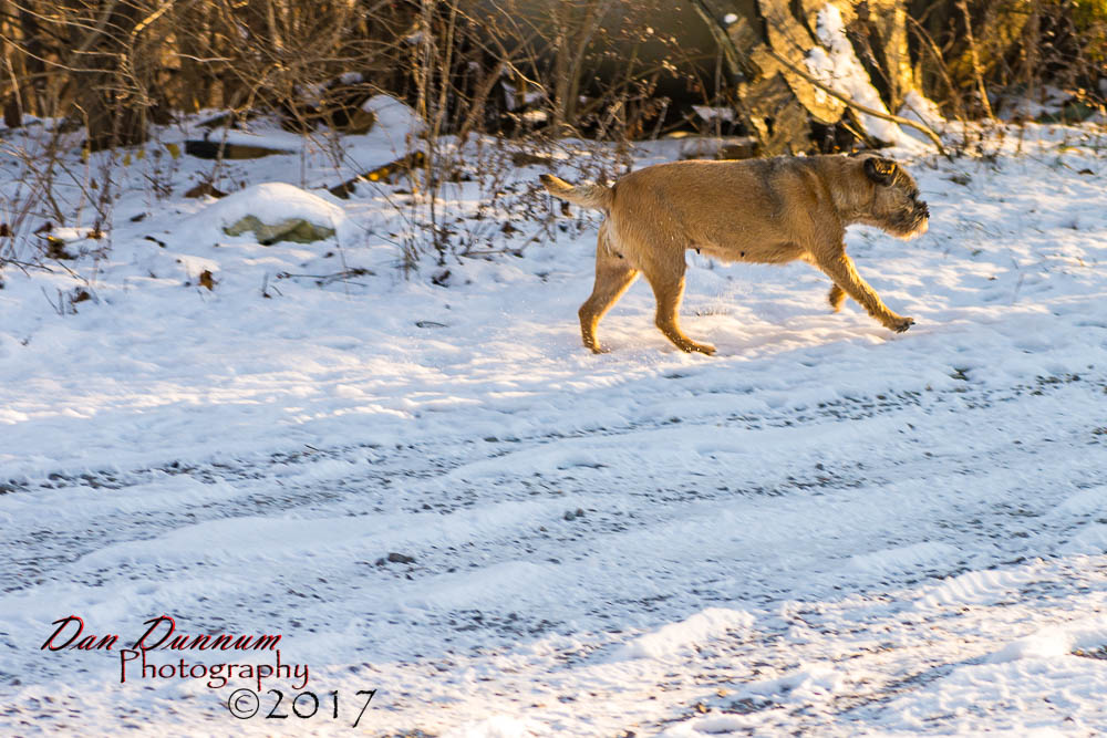 Snowy afternoon-0321.jpg