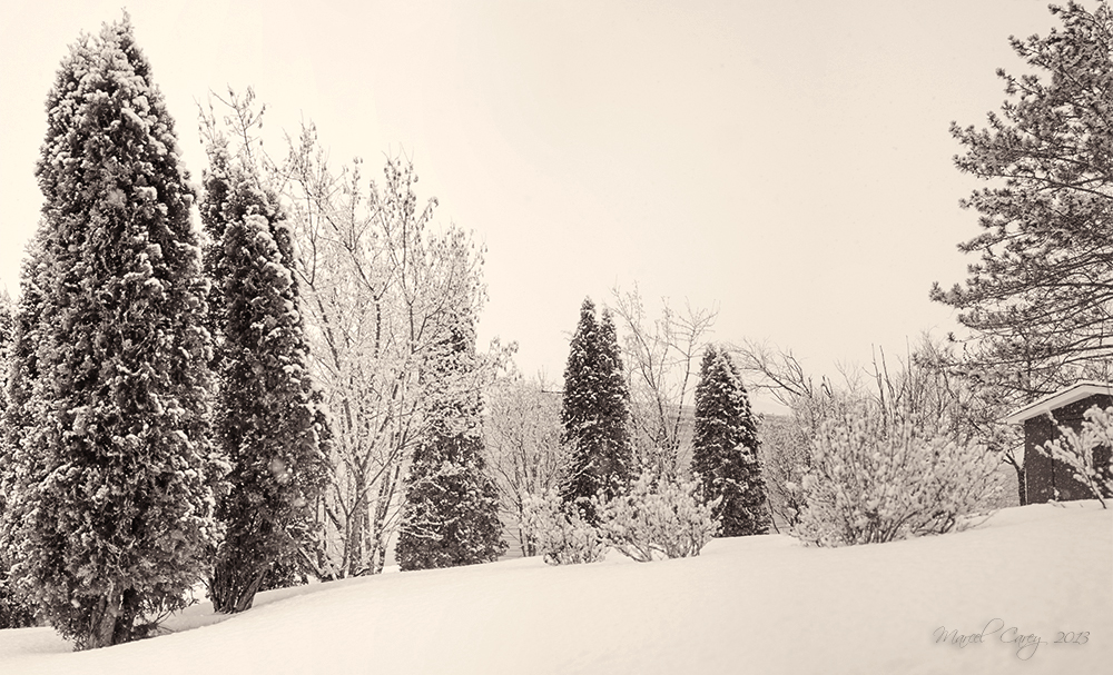 Snowy backyard.jpg