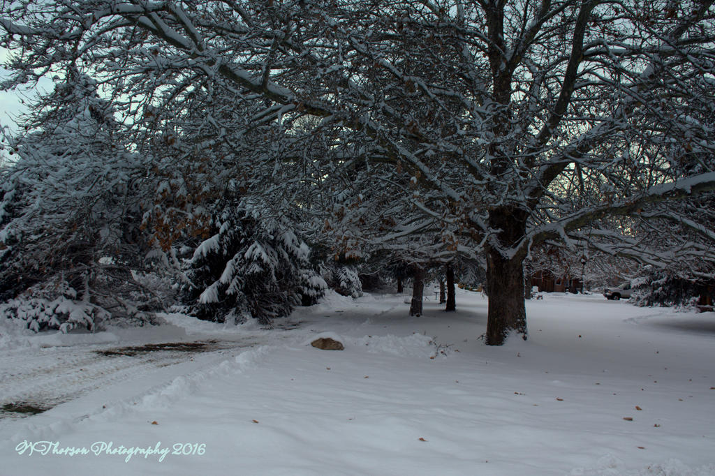 Snowy Lane 12-25-2016.jpg