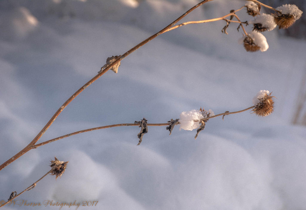 Snowy Weeds 1-28-2017.jpg