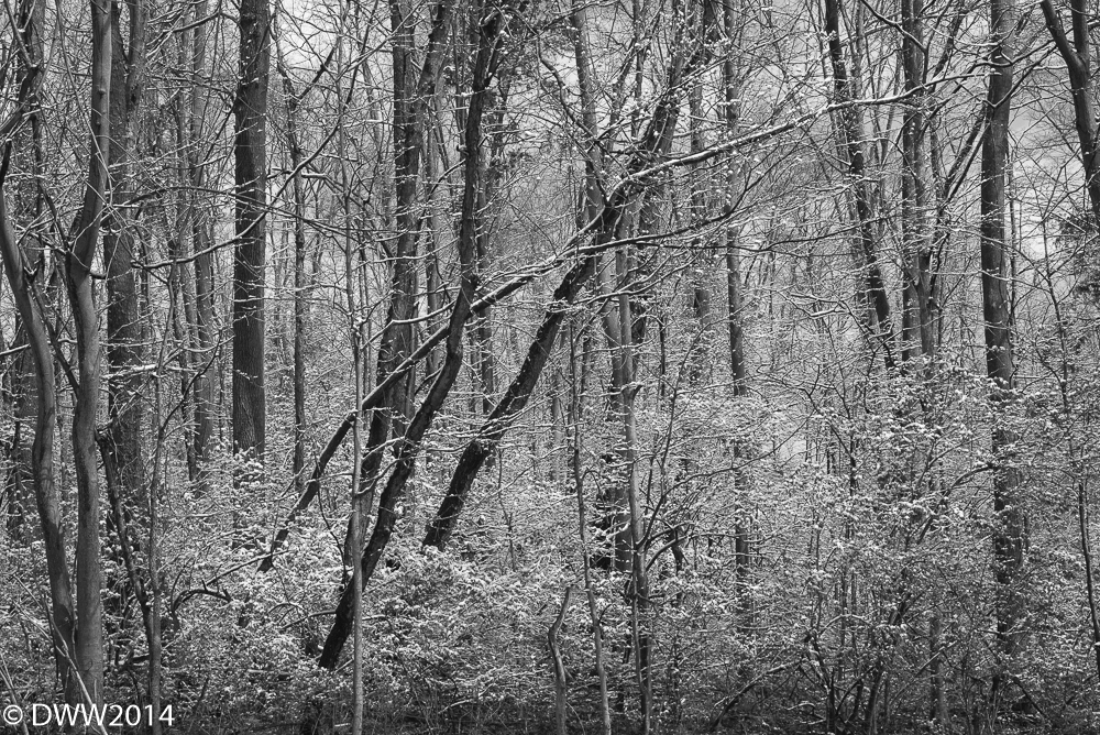 Snowy Woods (1 of 1).jpg