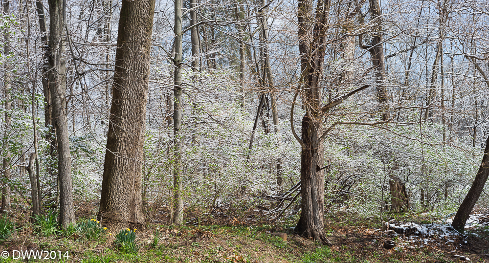 Snowy Woods 2 (1 of 1).jpg