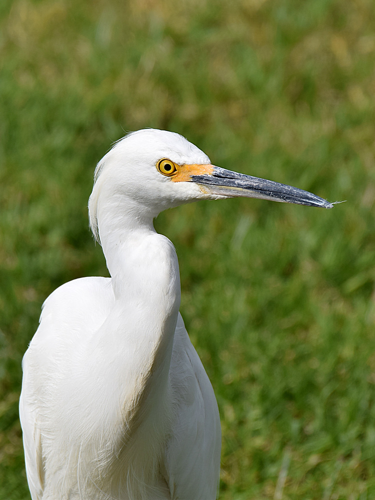 SnowyEgret.jpg