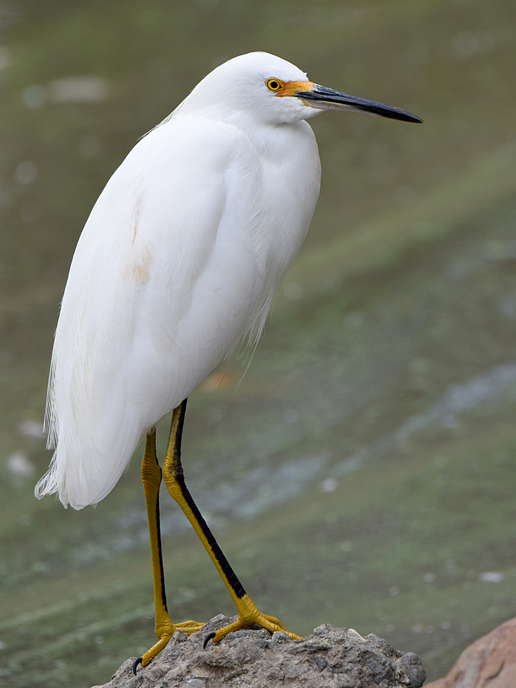 SnowyEgret.jpg