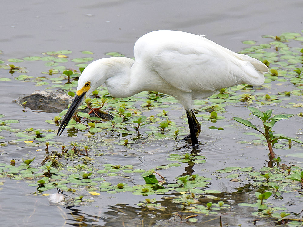 SnowyEgret.jpg