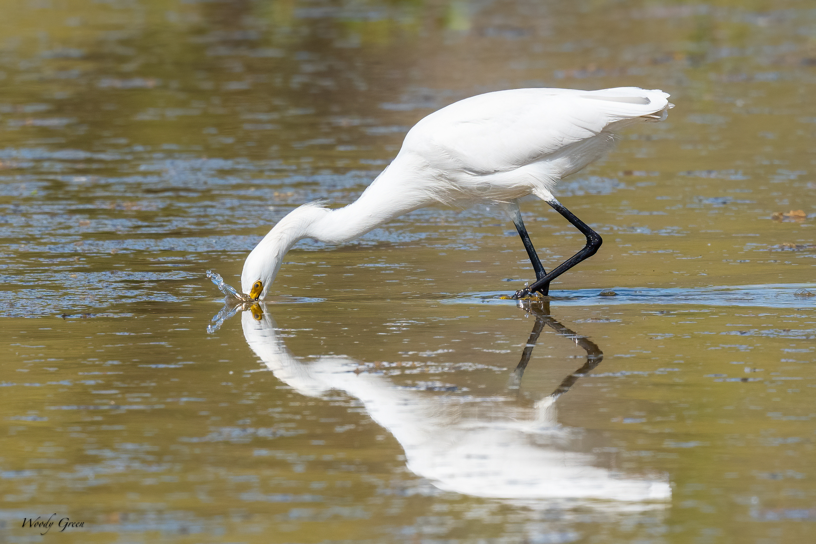 SnowyEgretCrawdad-628.jpg