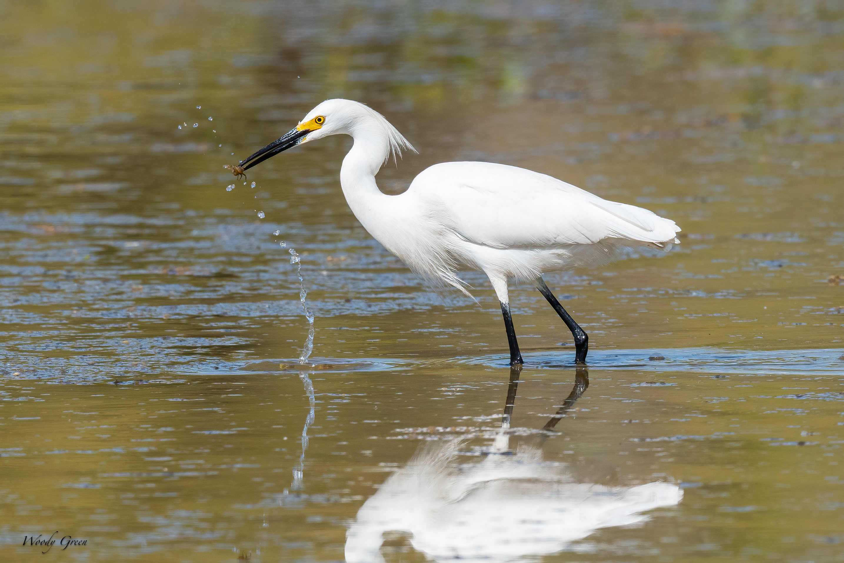 SnowyEgretCrawdad-629.jpg