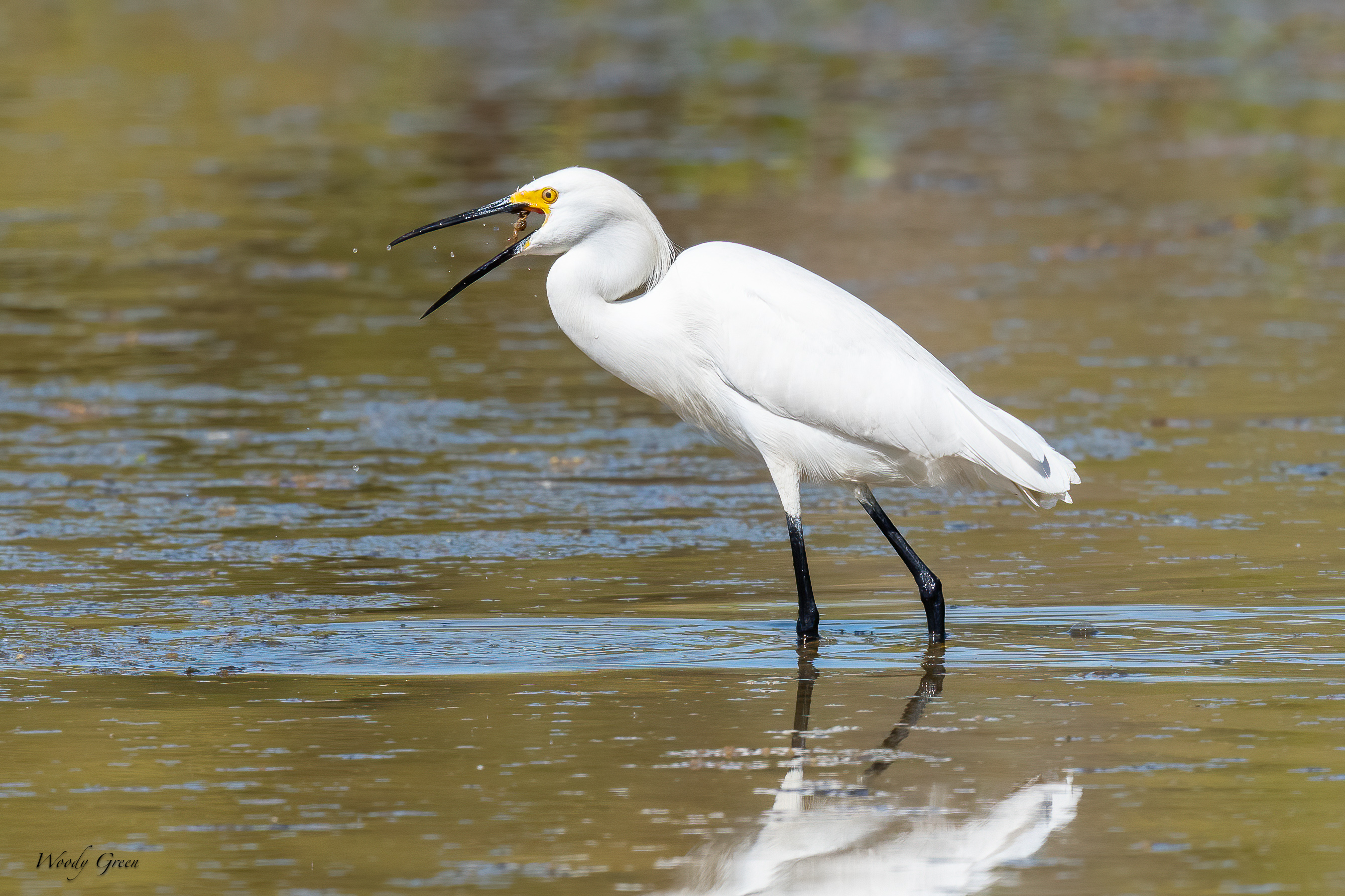 SnowyEgretCrawdad-630.jpg