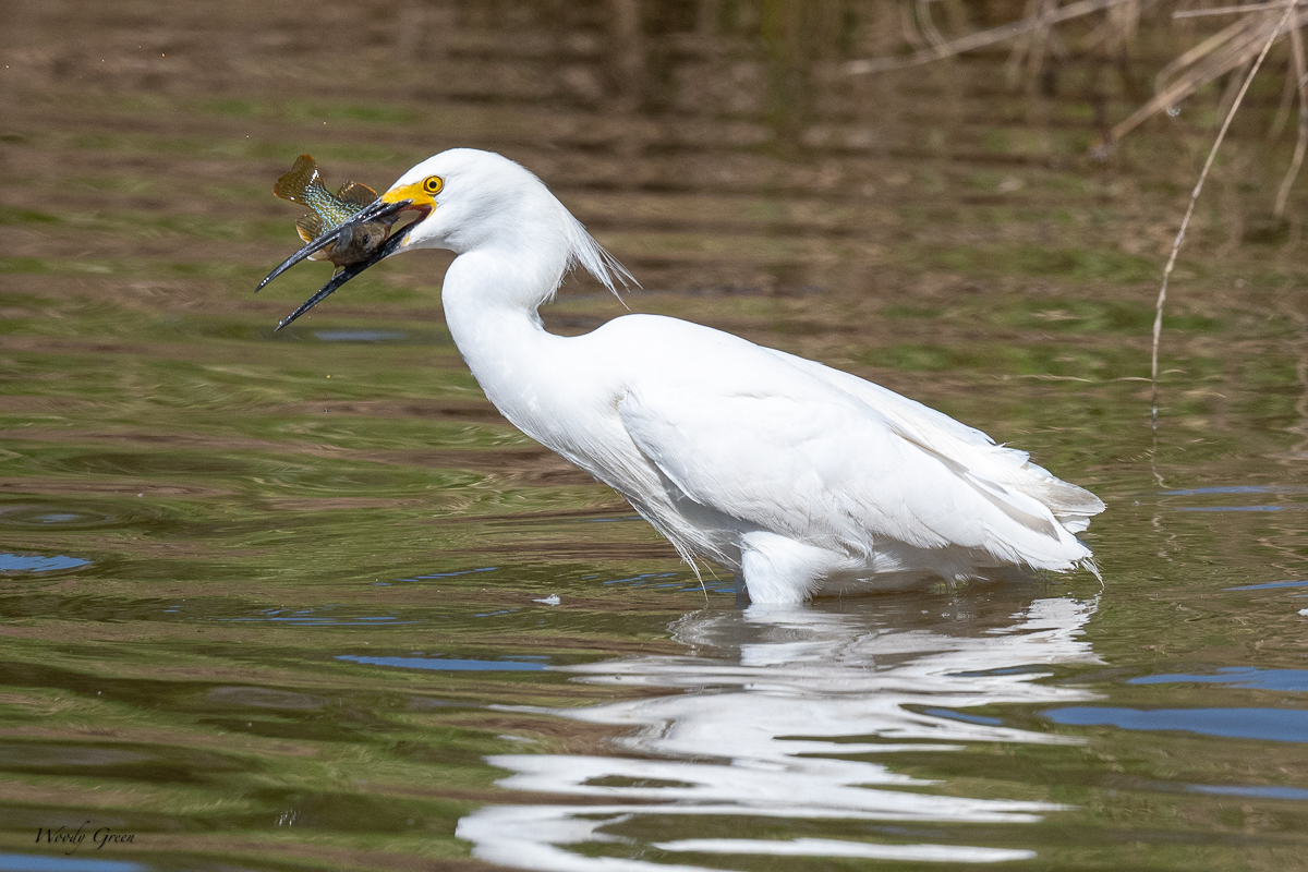 SnowyEgretFish-30.jpg