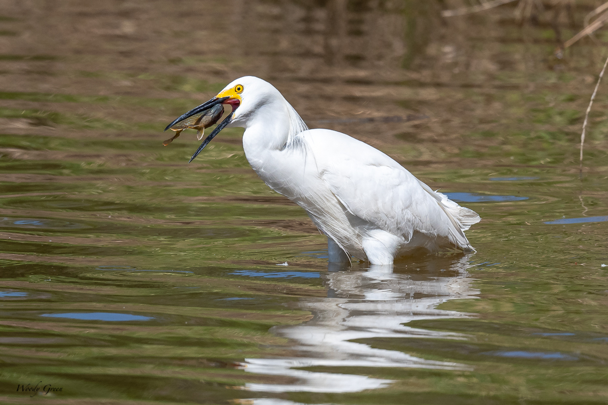 SnowyEgretFish-31.jpg