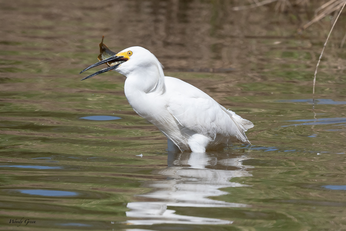 SnowyEgretFish-32.jpg
