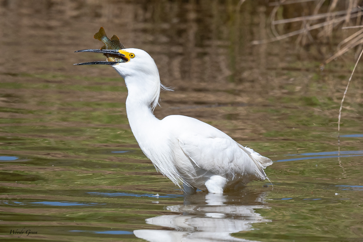 SnowyEgretFish-33.jpg