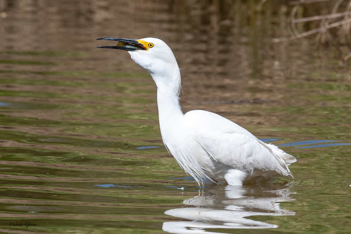 SnowyEgretFish-34.jpg