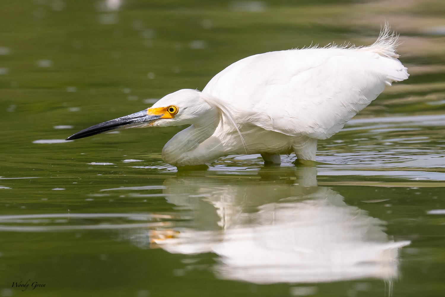 SnowyEgretHunting-290.jpg