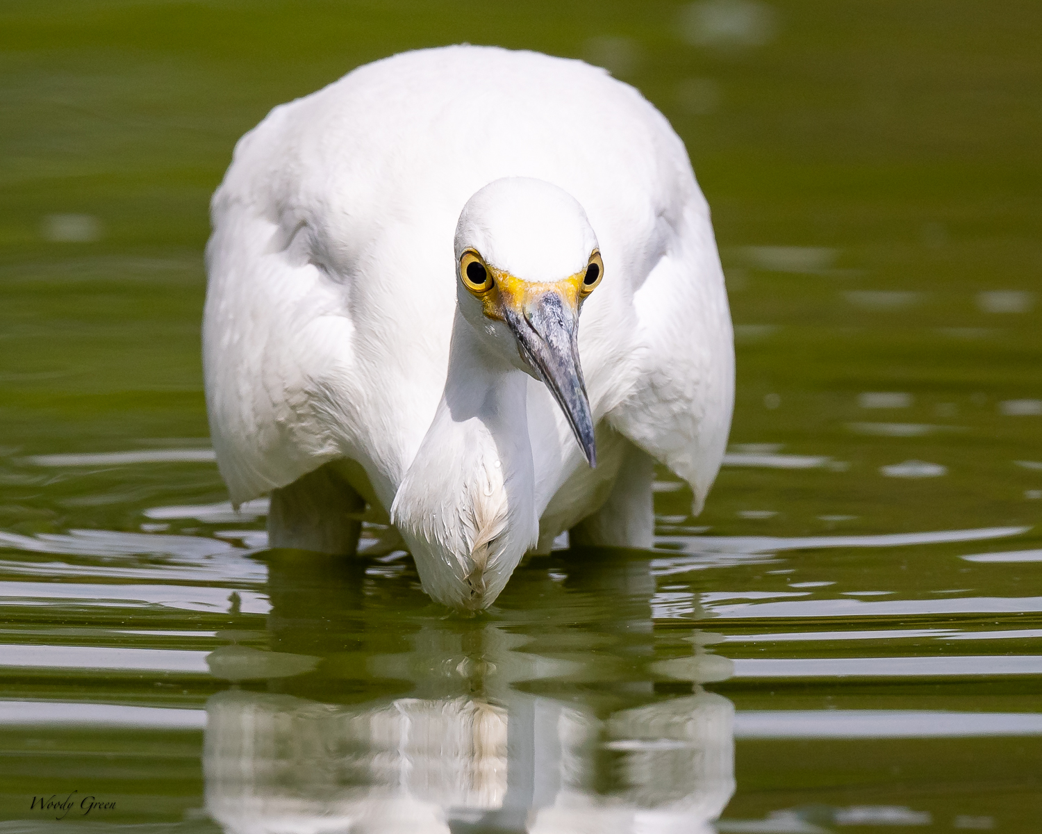 SnowyEgretHunting-292.jpg