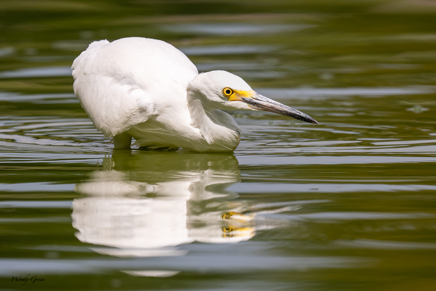 SnowyEgretHunting-293.jpg