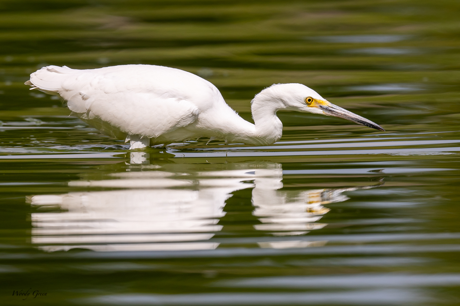 SnowyEgretHunting-295.jpg