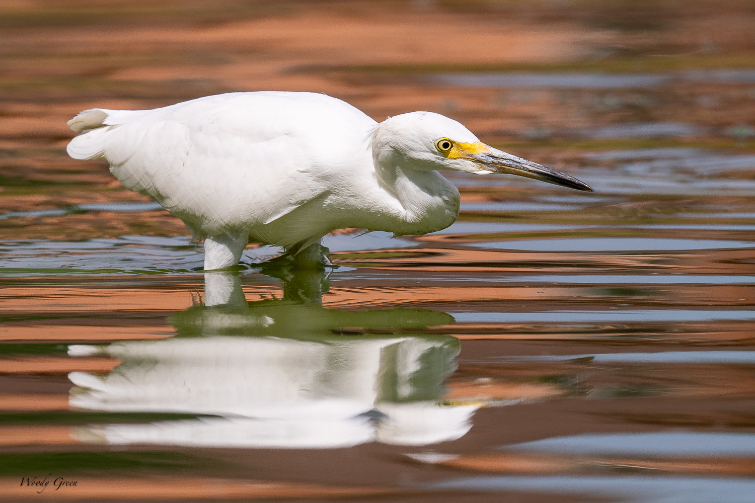 SnowyEgretHunting-296.jpg