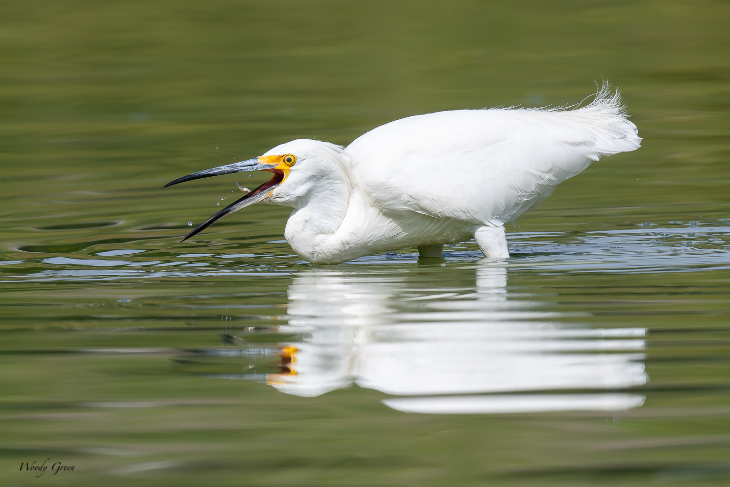 SnowyEgretHunting-297.jpg