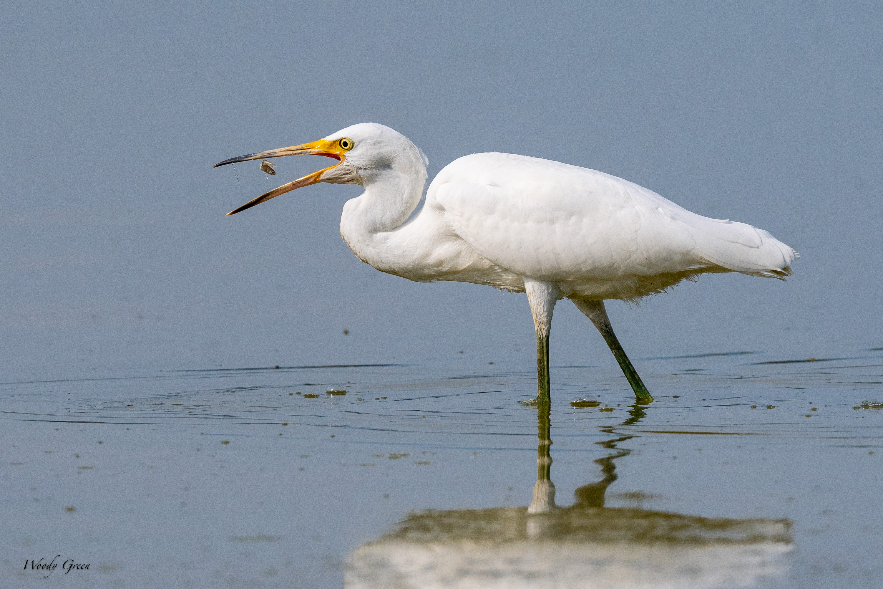 SnowyEgretHunting-705.jpg