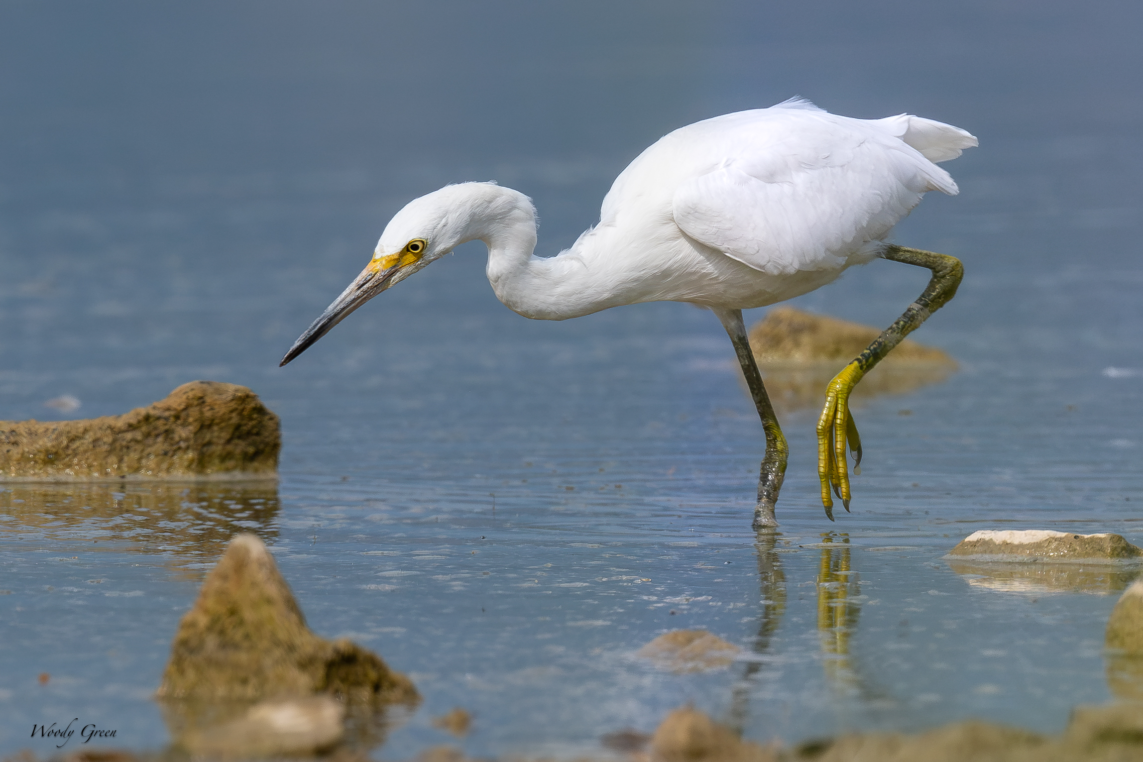 SnowyEgretHunting-706.jpg